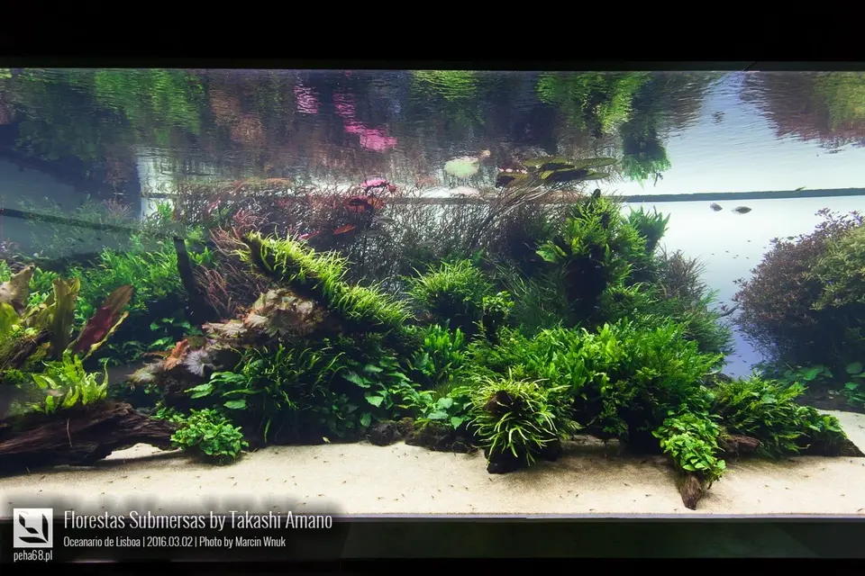 Forest Underwater by Takashi Amano (Florestas Submersas)