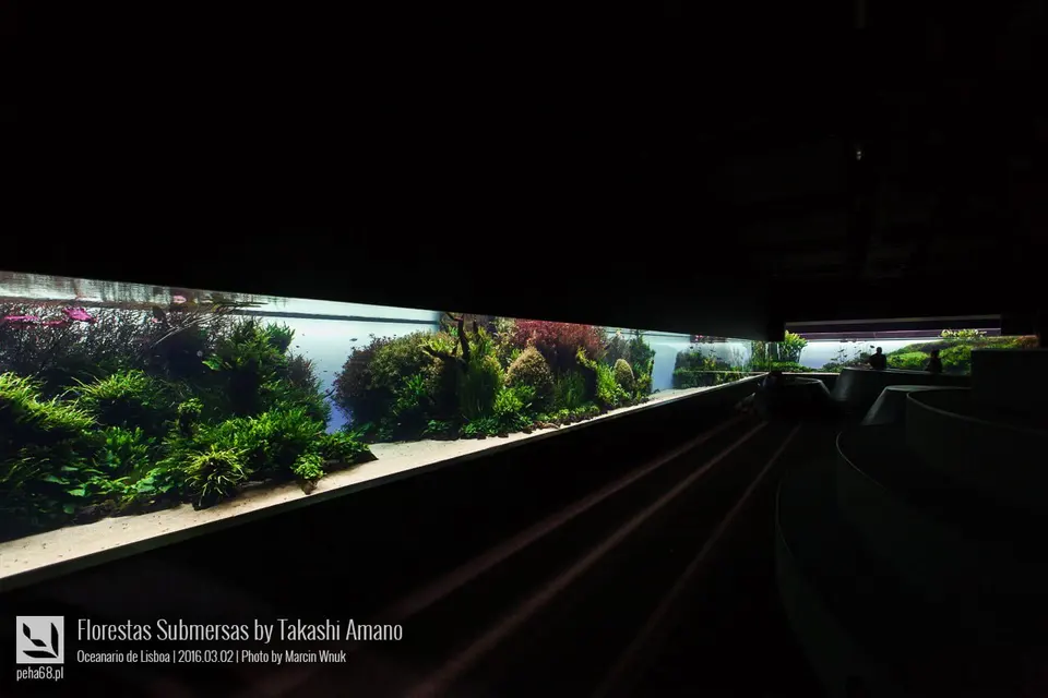 Florestas Submersas – fragment akwarium