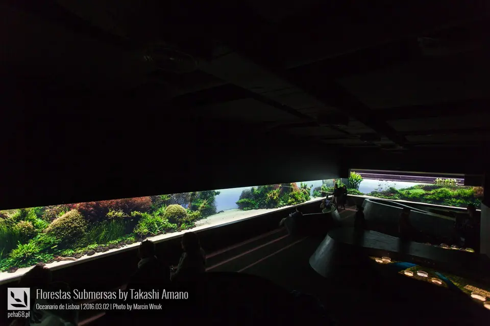 Florestas Submersas – ryby i rośliny
