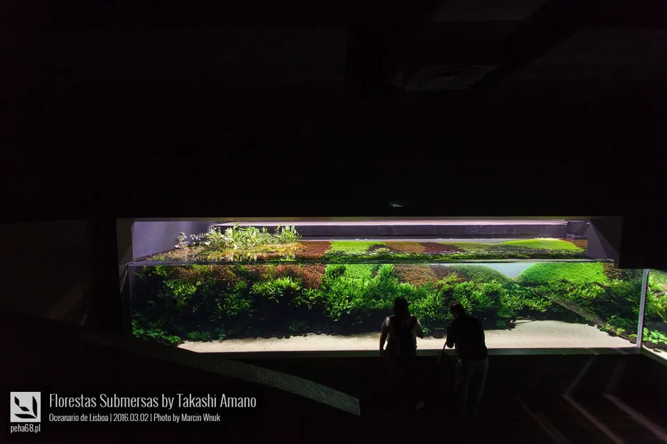 Forest Underwater by Takashi Amano (Florestas Submersas)