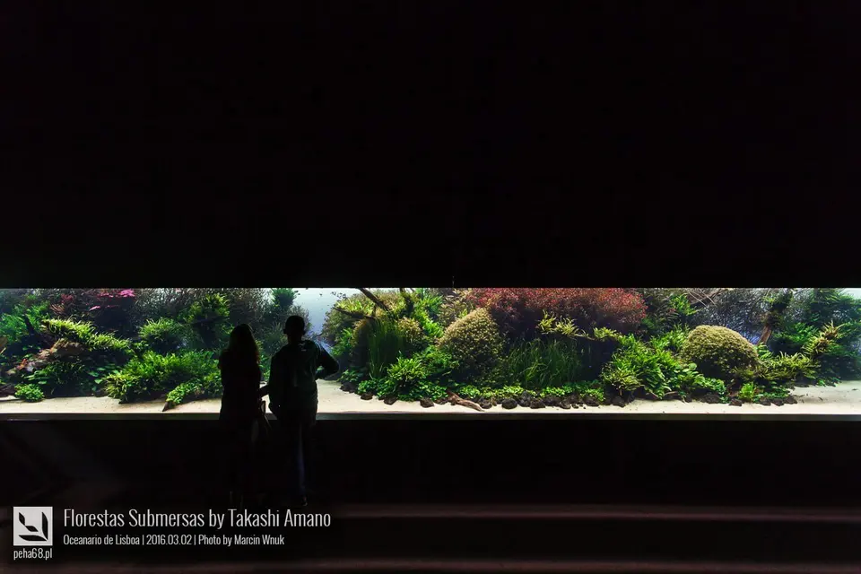 Florestas Submersas by Takashi Amano w Oceanário de Lisboa