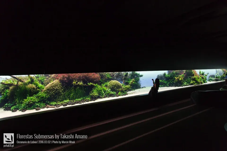 Forest Underwater by Takashi Amano (Florestas Submersas)