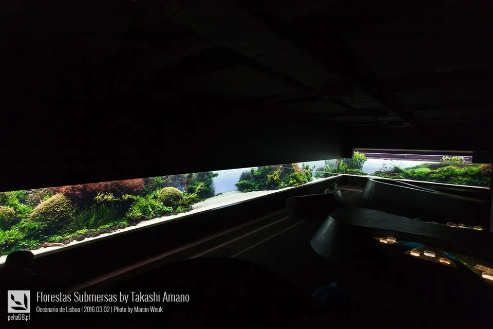 Forest Underwater by Takashi Amano (Florestas Submersas)