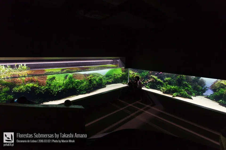 Forest Underwater by Takashi Amano (Florestas Submersas)