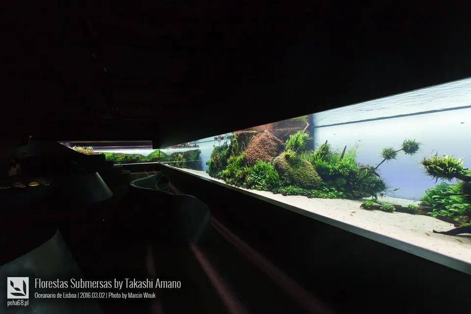 Forest Underwater by Takashi Amano (Florestas Submersas)