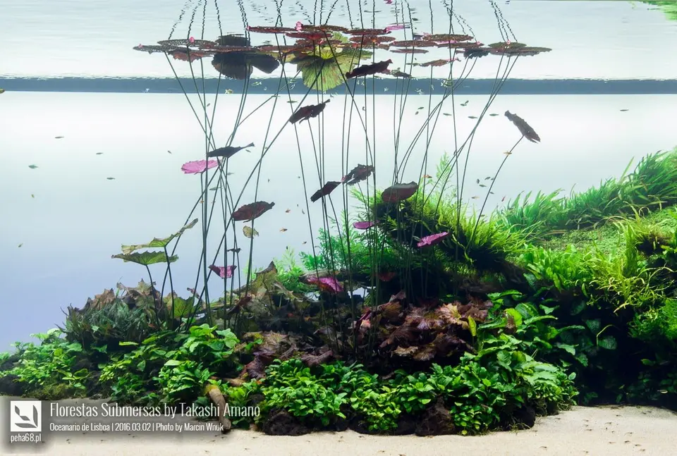 Florestas Submersas by Takashi Amano