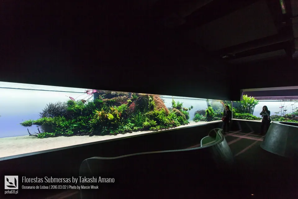 Forest Underwater by Takashi Amano (Florestas Submersas)