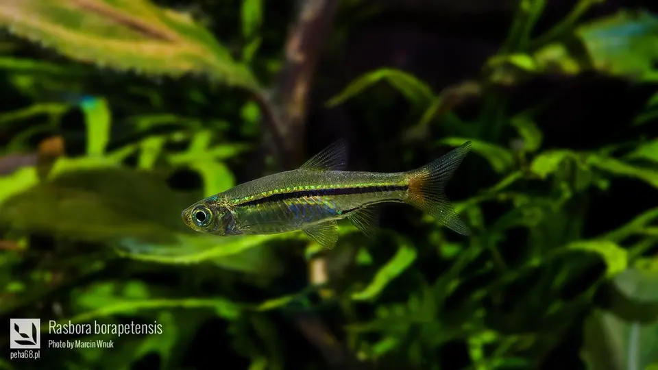 Rasbora borapetensis