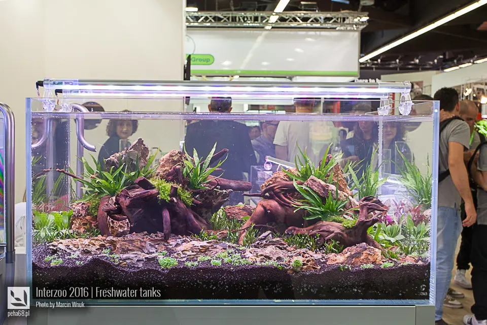 Anubias 01