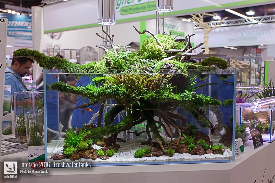 Anubias 04