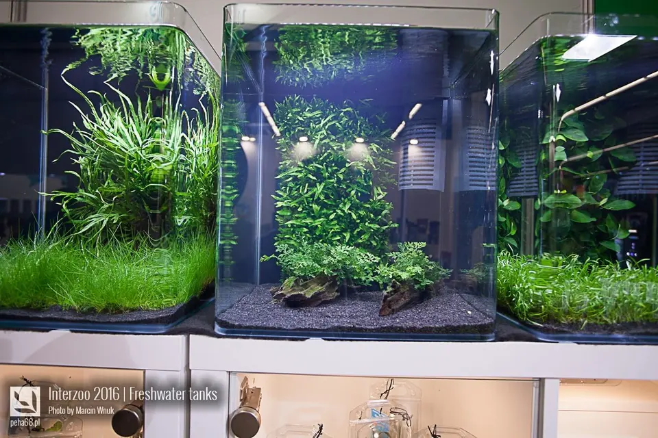 Songrow 02