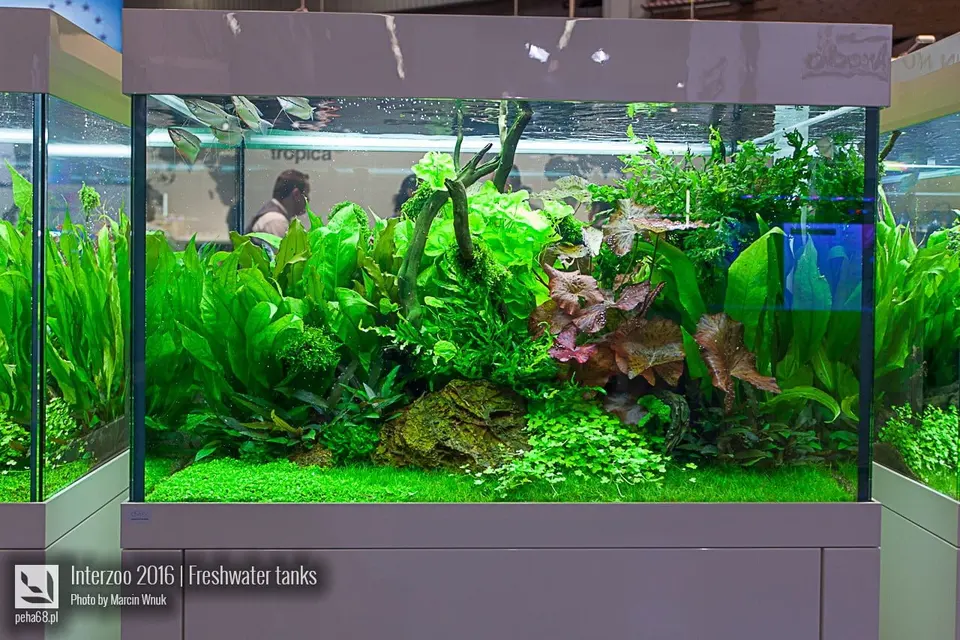Tropica 02