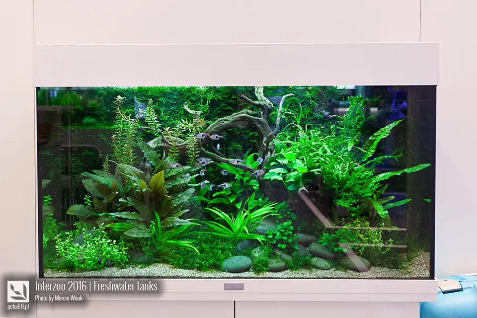 Tropica 06