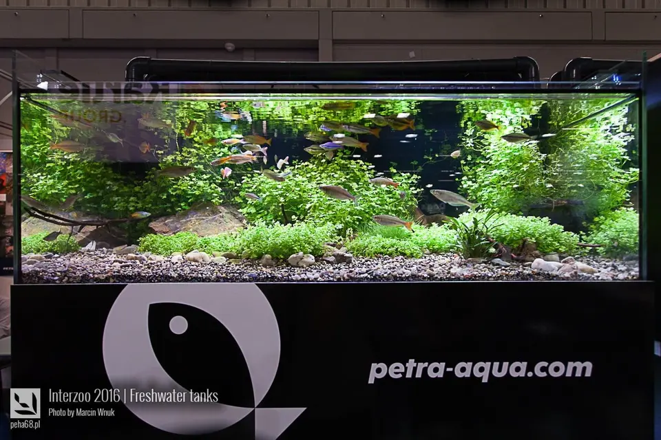 petra-aqua