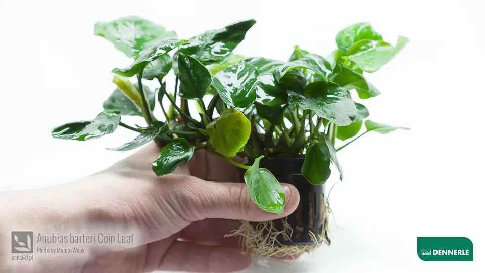 Anubias barteri 'Coin Leaf'