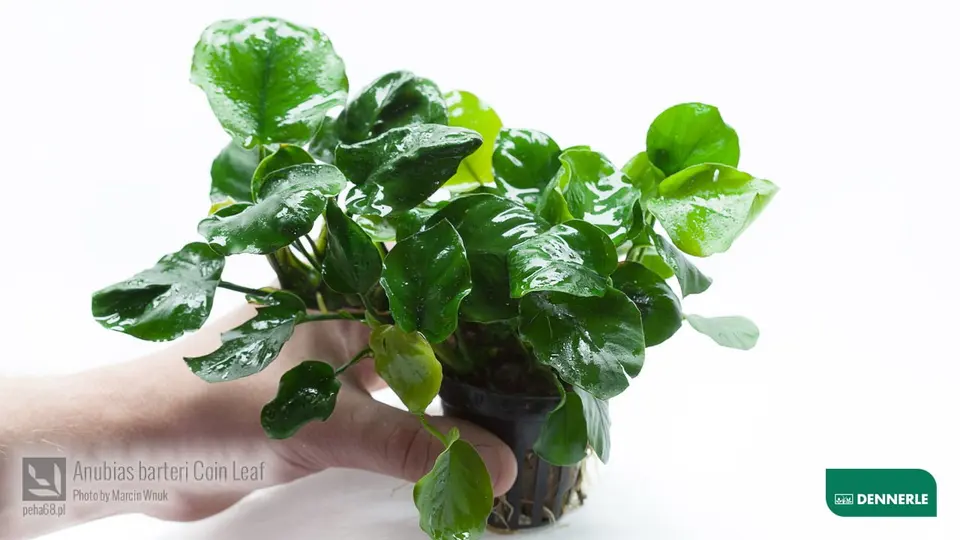 Anubias barteri Coin Leaf 02