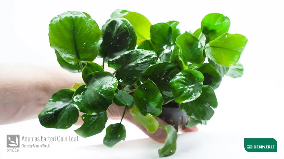 Anubias barteri Coin Leaf 03