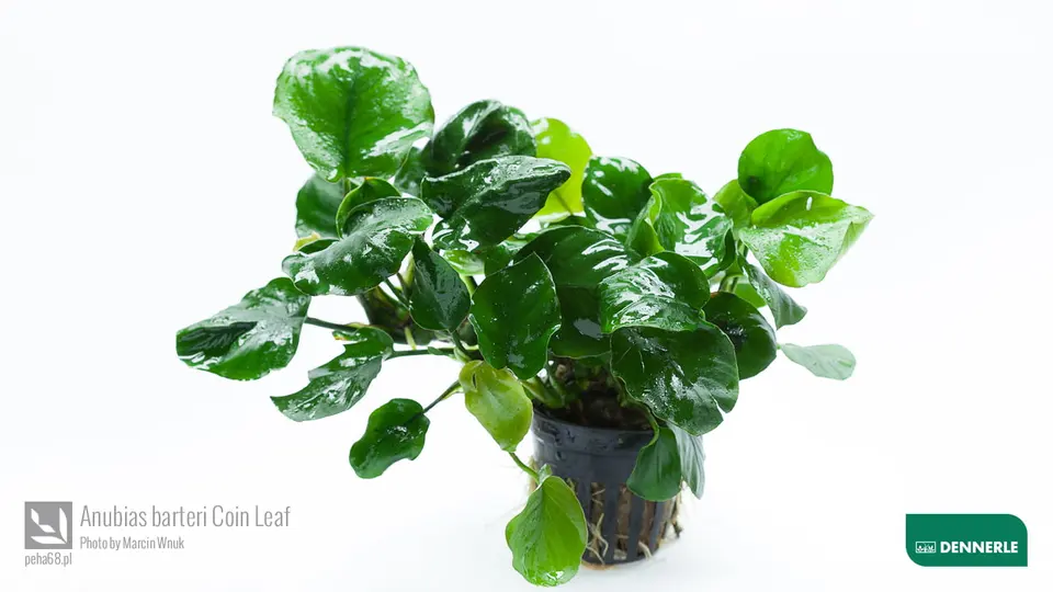 Anubias barteri Coin Leaf