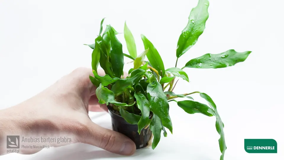 Anubias barteri glabra 01
