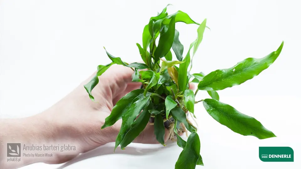 Anubias barteri glabra 02