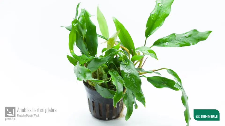 Anubias barteri glabra