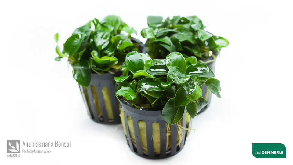 Anubias nana Bonsai 02
