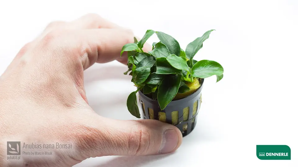 Anubias nana Bonsai 03
