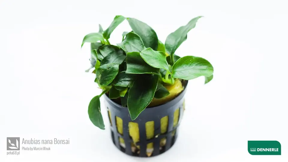 Anubias barteri var. nana 'Bonsai'