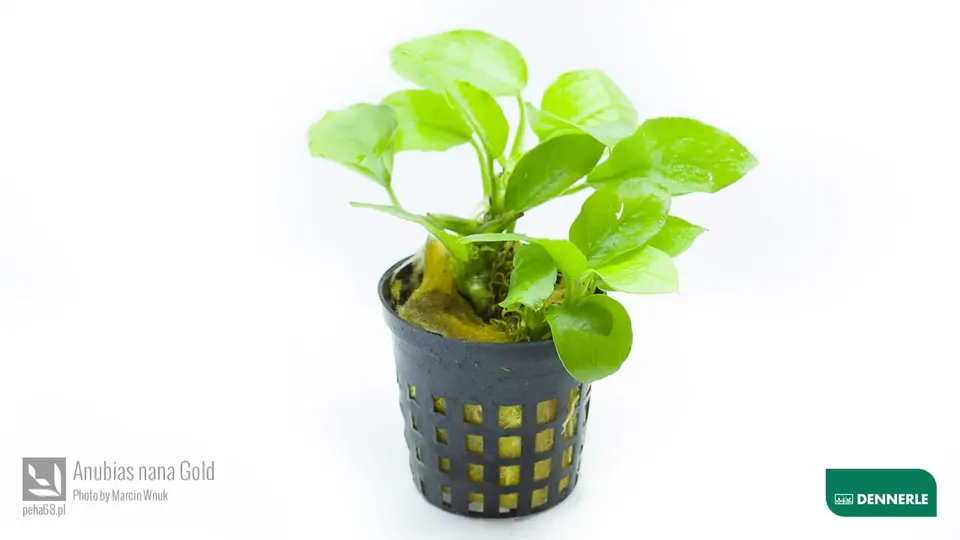 Anubias nana Gold