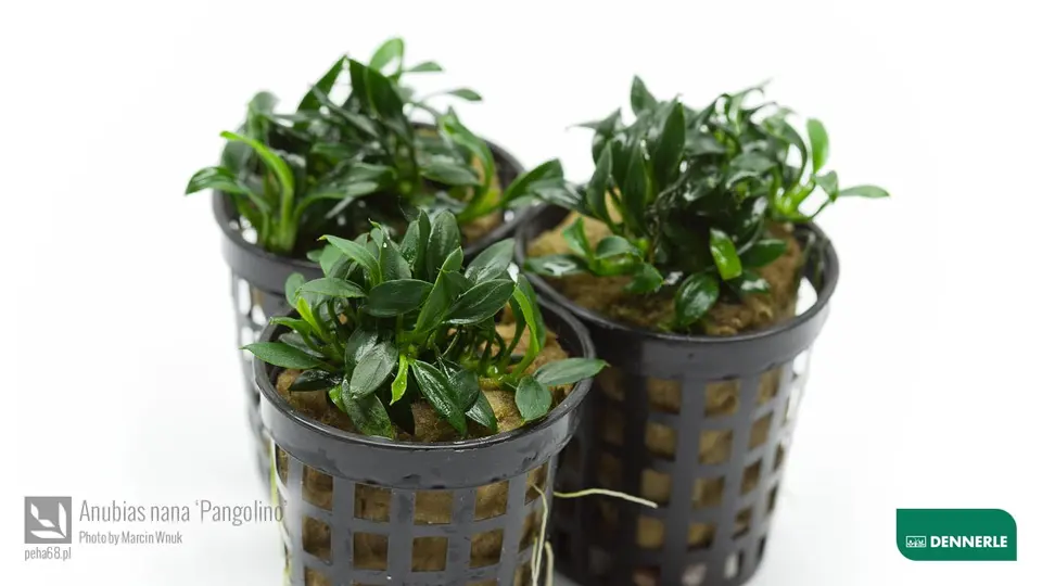 Anubias barteri var. nana 'Pangolino'