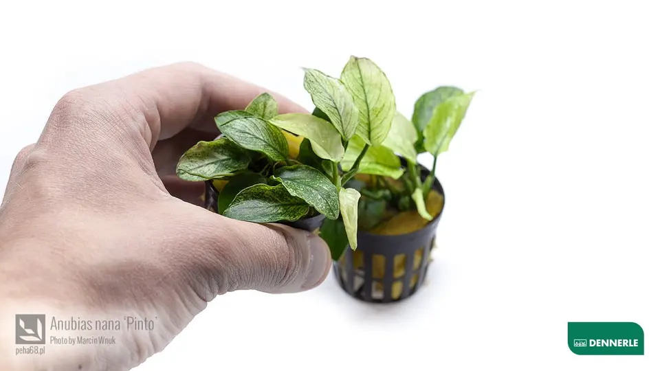 Anubias nana Pinto 02