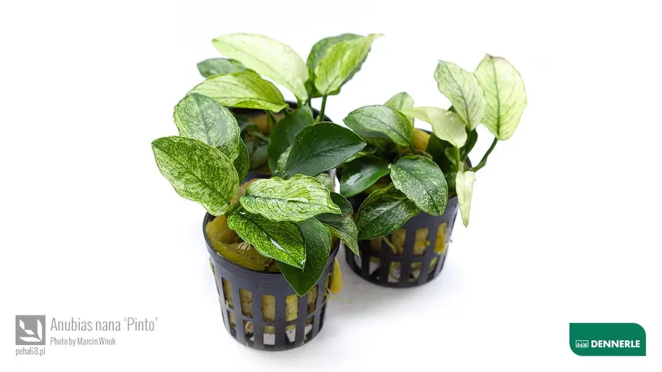 Anubias nana Pinto 03
