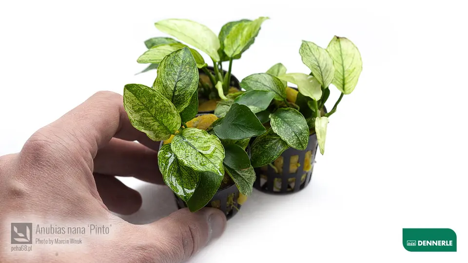 Anubias nana Pinto