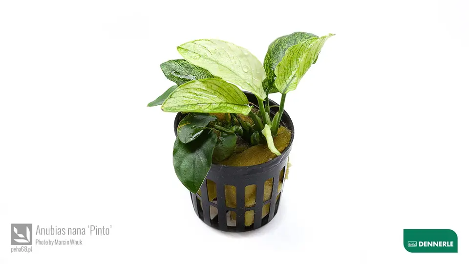 Anubias nana Pinto