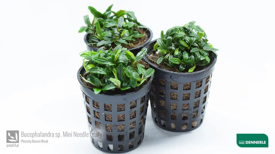 Bucephalandra sp Mini Needle Leaf 02
