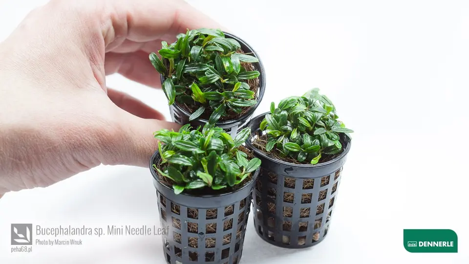 Bucephalandra sp Mini Needle Leaf 04