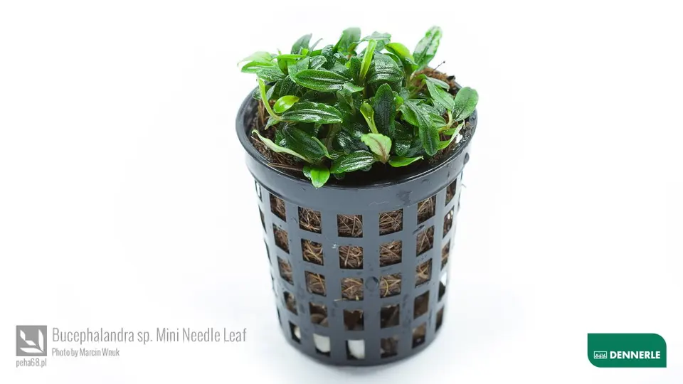 Bucephalandra sp Mini Needle Leaf