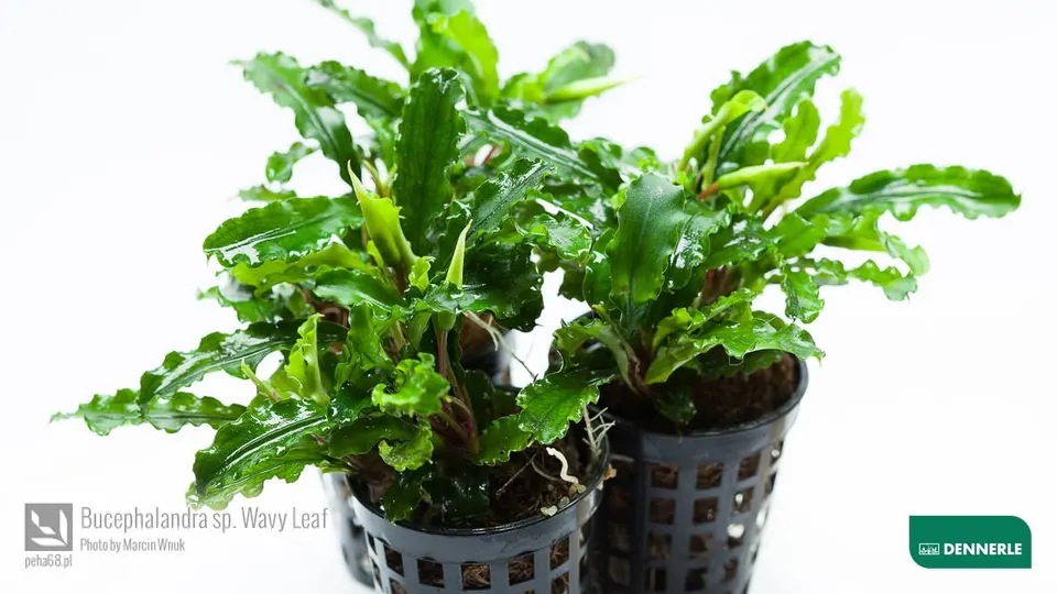 Bucephalandra sp Wave Leaf 01