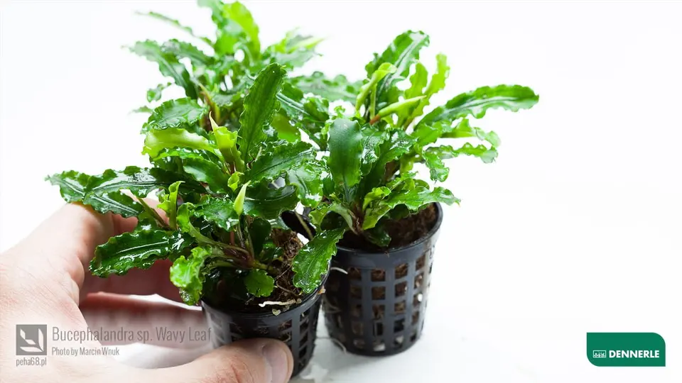 Bucephalandra sp Wave Leaf 02