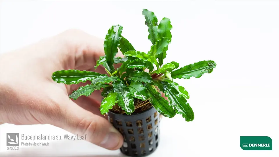 Bucephalandra sp Wave Leaf 03