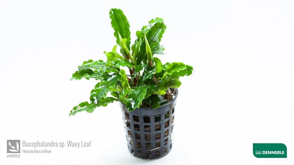 Bucephalandra sp Wave Leaf