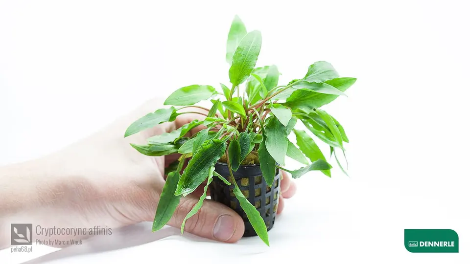 Cryptocoryne affinis