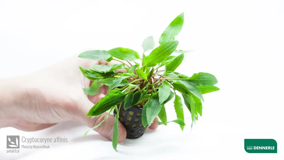 Cryptocoryne affinis 02