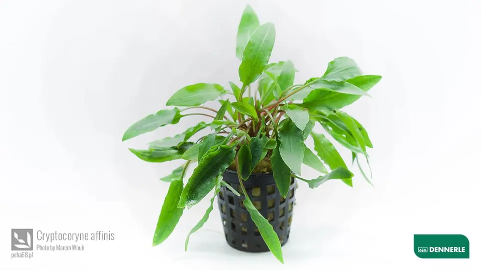 Cryptocoryne affinis