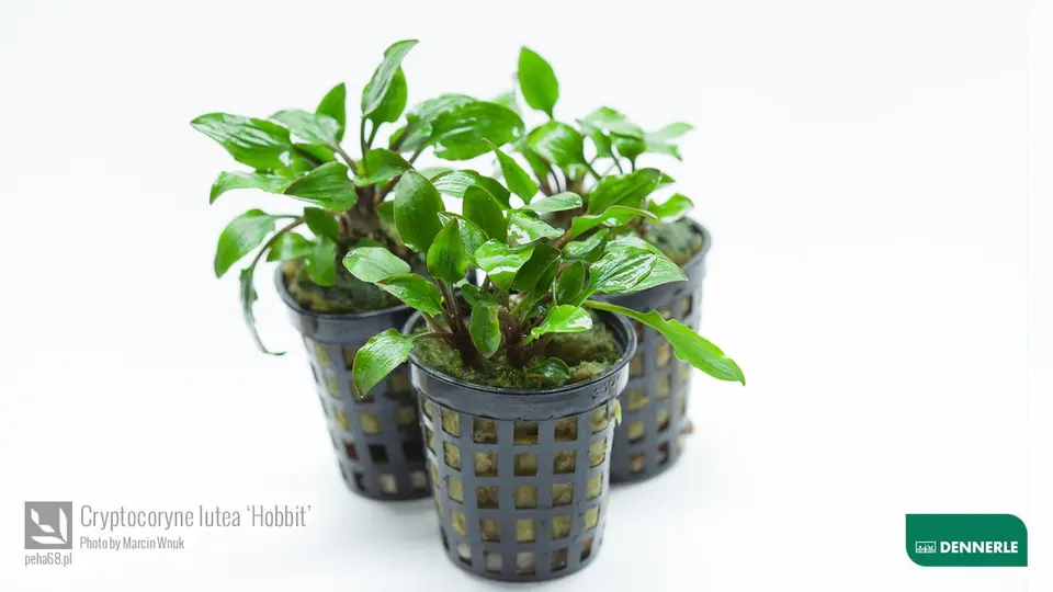 Cryptocoryne lutea Hobbit 02