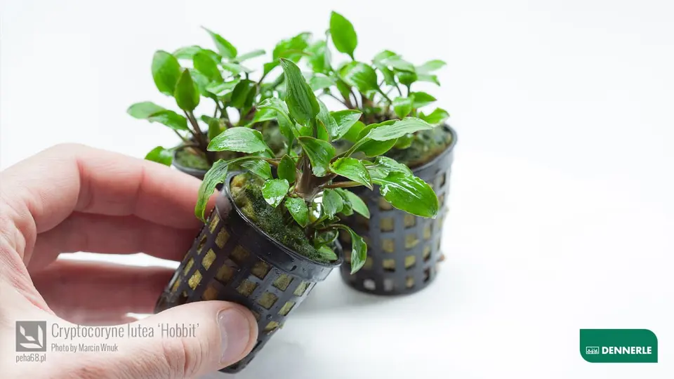 Cryptocoryne lutea Hobbit 03