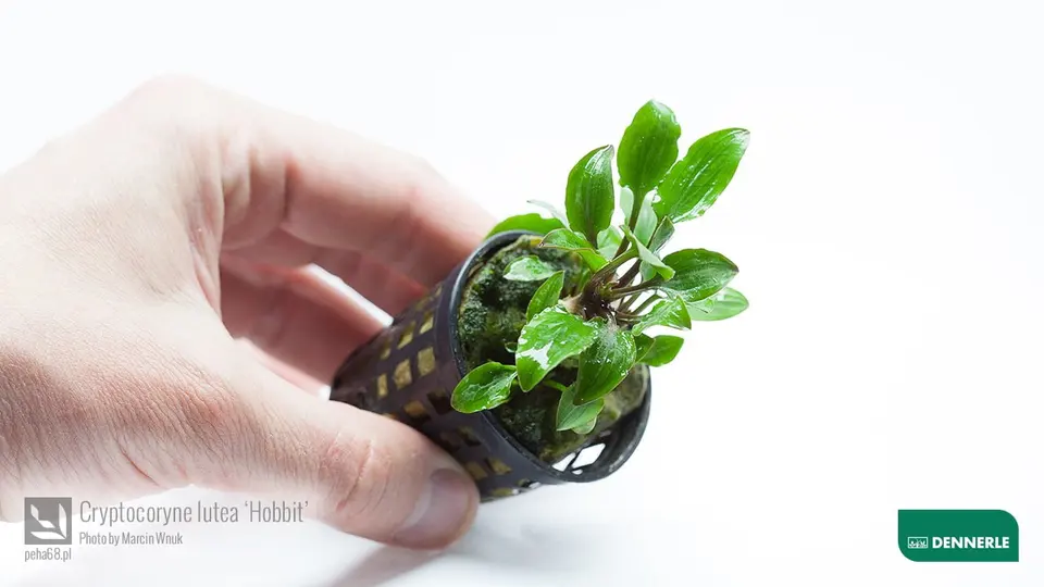 Cryptocoryne lutea Hobbit 04