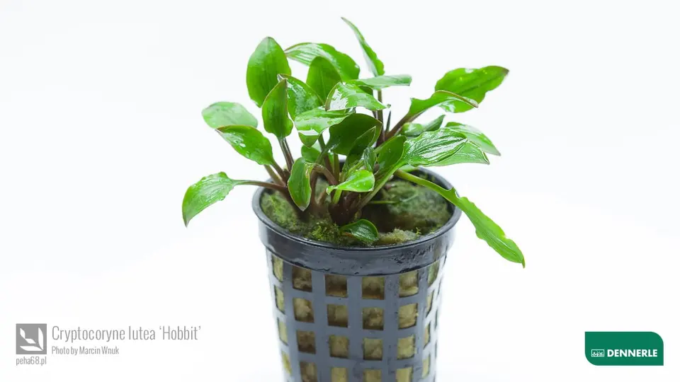 Cryptocoryne lutea Hobbit