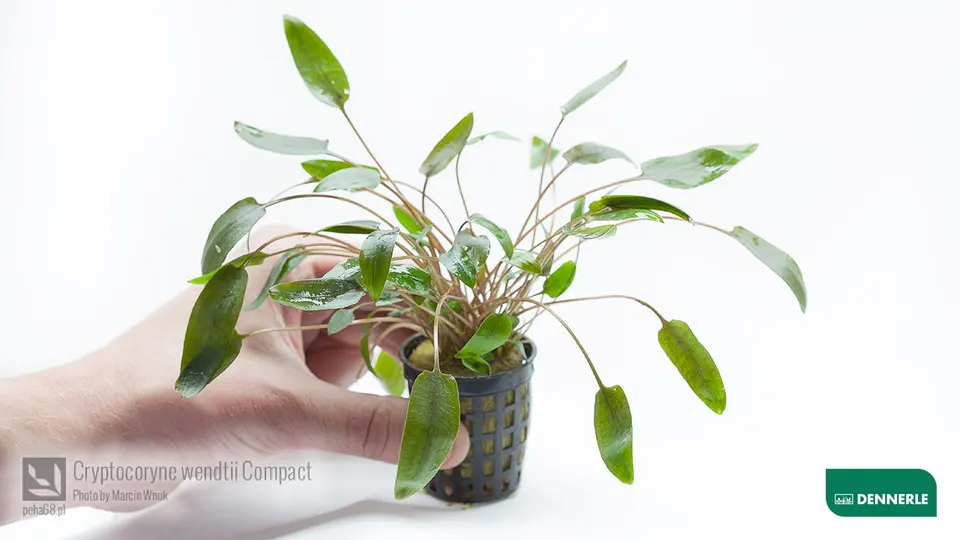 Cryptocoryne wendtii 'Compact'