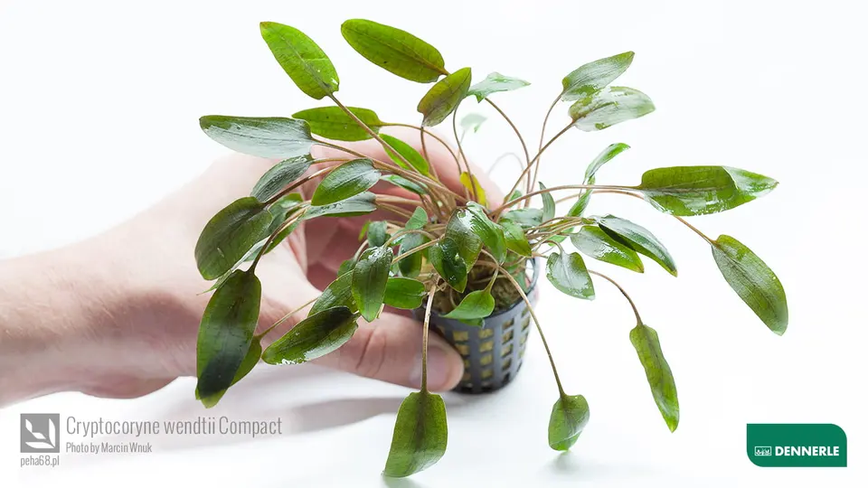Cryptocoryne wendtii Compact 02